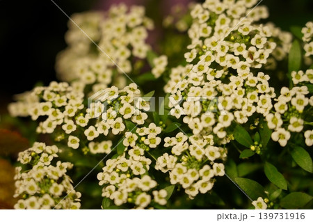 Sweet Alyssum Lobularia maritima Tiny White Flowers Sweet Alyssum Lobularia maritima Tiny White Flowers 139731916