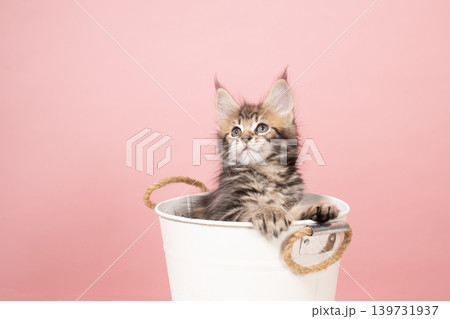 ピンクバックと鉢カバーに入ったメインクーンの仔猫 ピンクバックと鉢カバーに入ったメインクーンの仔猫 139731937