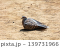 地面に体を埋めるキジバト 139731966