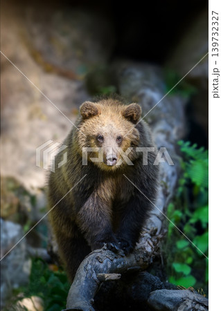 Baby cub wild Brown Bear (Ursus Arctos) on tree in the autumn fo Baby cub wild Brown Bear (Ursus Arctos) on tree in the autumn fo 139732327