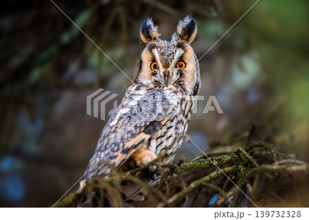 Long-eared owl sits on branch in forest during daylight hours observing its surroundings Long-eared owl sits on branch in forest during daylight hours observing its surroundings 139732328