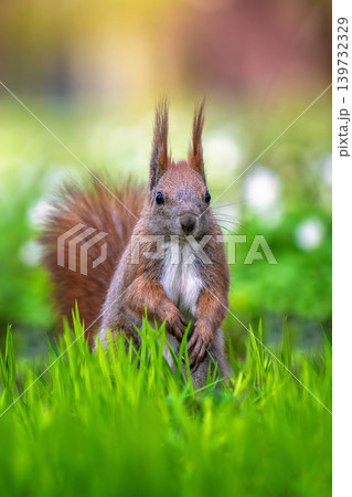 Red squirrel on green grass and staring Red squirrel on green grass and staring 139732329