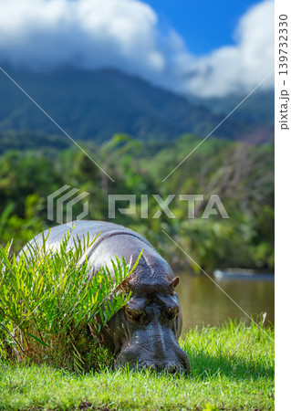 A large hippopotamus is grazing in a lush green field A large hippopotamus is grazing in a lush green field 139732330