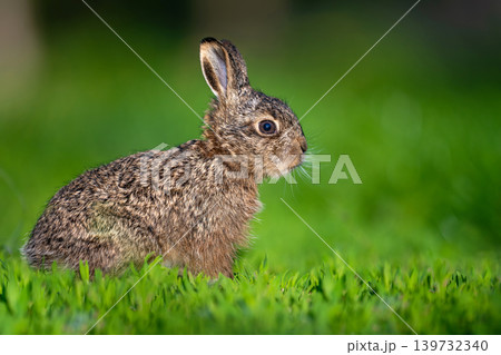 Leveret sitting in green grass outdoors enjoying spring Leveret sitting in green grass outdoors enjoying spring 139732340