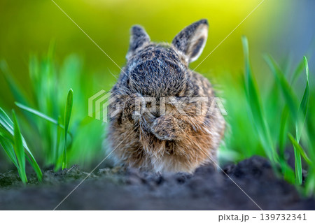 Wild leveret cleaning face in green spring grass Wild leveret cleaning face in green spring grass 139732341