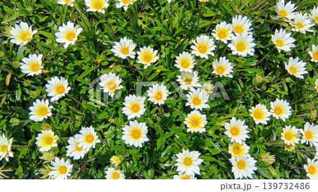春の花壇に咲くガザニアの白い花 139732486