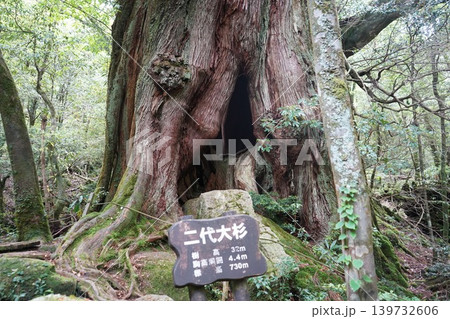 屋久島の白谷雲水峡で屋久杉が密集している風景 139732606