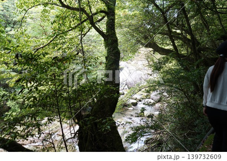 屋久島の白谷雲水峡で屋久杉が密集している風景 139732609