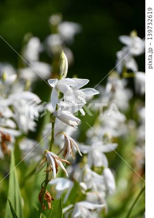 シロバナシラン White hyacinth orchid シロバナシラン White hyacinth orchid 139732619
