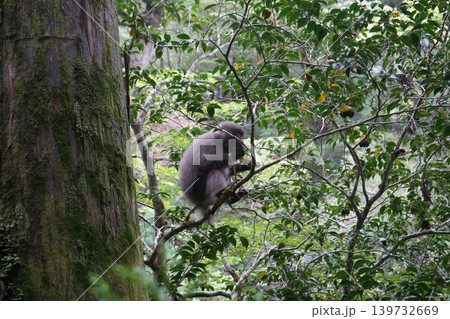 屋久杉ランドの野生の猿 屋久杉ランドの野生の猿 139732669