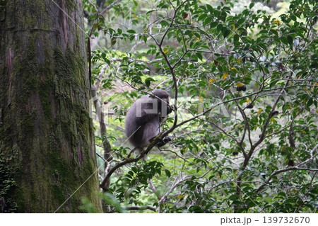 屋久杉ランドの野生の猿 屋久杉ランドの野生の猿 139732670