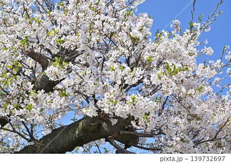 岩槻散歩:曹洞宗 龍門寺 境内の桜 岩槻散歩:曹洞宗 龍門寺 境内の桜 139732697