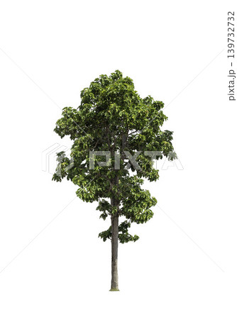 Isolated trees on white background. high qaulity tree on white background, full frame camera shoot for high resolution picture for both printing and web pages. Isolated trees on white background. high qaulity tree on white background, full frame camera shoot for high resolution picture for both printing and web pages. 139732732