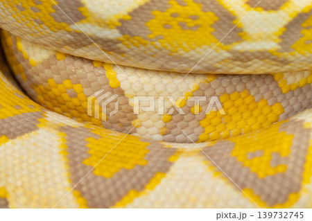 Beautiful yellow, bright snake skin, reptile skin texture, multicolored close-up as a background. Beautiful yellow, bright snake skin, reptile skin texture, multicolored close-up as a background. 139732745