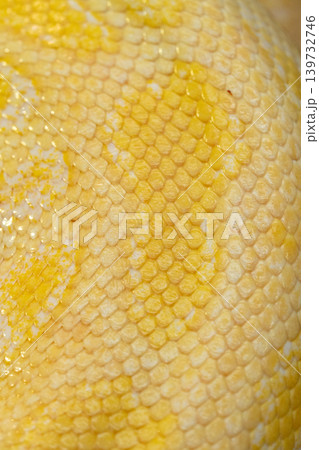 Beautiful yellow, bright snake skin, reptile skin texture, multicolored close-up as a background. Beautiful yellow, bright snake skin, reptile skin texture, multicolored close-up as a background. 139732746