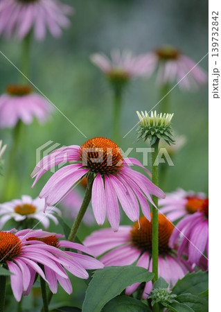 今が見頃のエキナエアの花 今が見頃のエキナエアの花 139732842