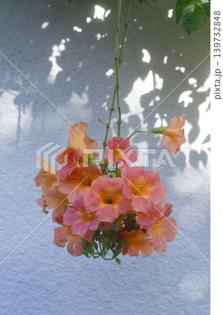 白壁に映えるノウゼンカズラの花 白壁に映えるノウゼンカズラの花 139732848