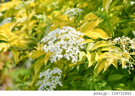 セイヨウニワトコ　Elder 139732891