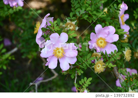 サンショウバラ　Rosa hirtula 139732892