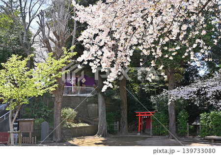 岩槻散歩:愛宕神社 桜と土塁 岩槻散歩:愛宕神社 桜と土塁 139733080