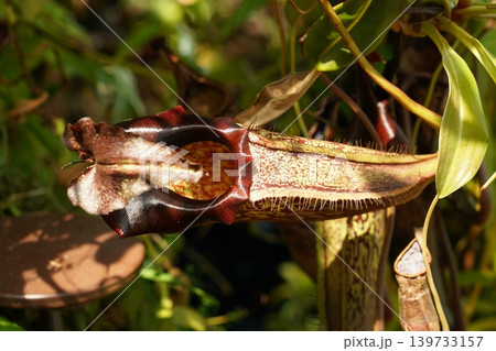 Nepenthes Plant Close Up Carnivorous Plant Pitcher Plant Nepenthes Plant Close Up Carnivorous Plant Pitcher Plant 139733157