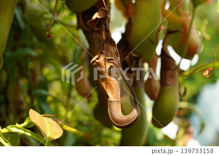 Nepenthes Pitcher Plant Tropical Carnivorous Plant Closeup 139733158