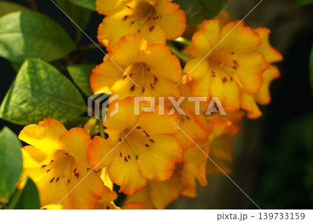 Beautiful Golden Rhododendron Flowers Close Up 139733159