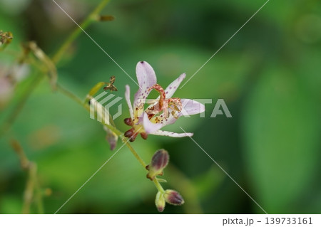 Pale Toad Lily Flower Close Up Delicate Bloom Detail Pale Toad Lily Flower Close Up Delicate Bloom Detail 139733161