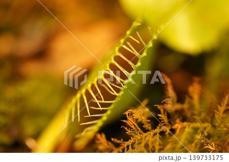 Close up of a Venus Flytrap Plant Close up of a Venus Flytrap Plant 139733175