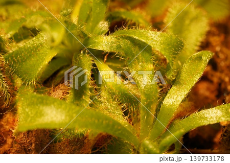 Close up of a Drosera spatulata Sundew Plant Close up of a Drosera spatulata Sundew Plant 139733178