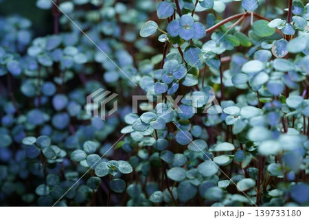 Callisia Repens Creeping Inchplant Close Up Callisia Repens Creeping Inchplant Close Up 139733180