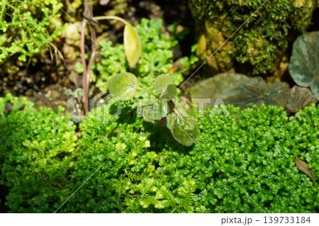 Lush Greenery and Selaginella uncinata Close Up 139733184