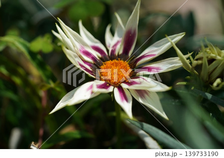 Gazania Rigens Flower Macro Photography Close Up View 139733190