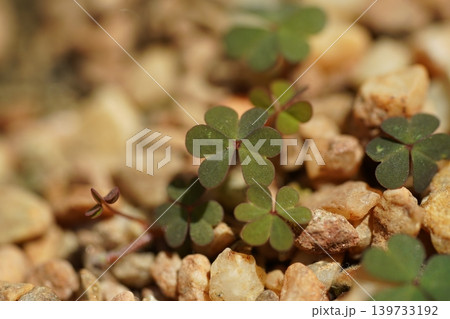 Oxalis Leaves Amongst Rocks Close Up Nature Scene Oxalis Leaves Amongst Rocks Close Up Nature Scene 139733192