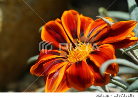 Brilliant Treasure Flower Gazania Rigens Blossom Close Up 139733198