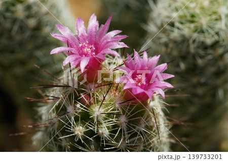 Blooming Cactus with Pink Flowers Beautiful Plant Blooming Cactus with Pink Flowers Beautiful Plant 139733201