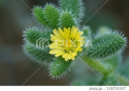 Bristle Oscars Flower Macro Shot Bristle Oscars Flower Macro Shot 139733207
