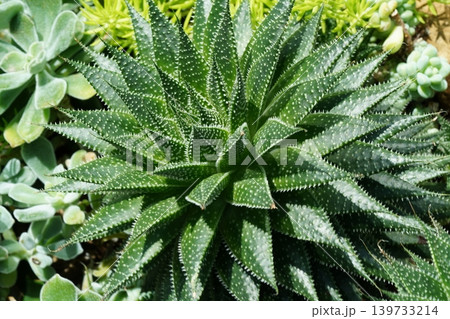 Close up of Aloe aristata or Lace Aloe Succulent 139733214