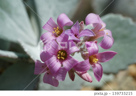 Adromischus Cooperi Plover Eggs Flowers Close Up Adromischus Cooperi Plover Eggs Flowers Close Up 139733215