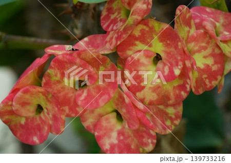 Close up of Crown of Thorns flower blooming Close up of Crown of Thorns flower blooming 139733216