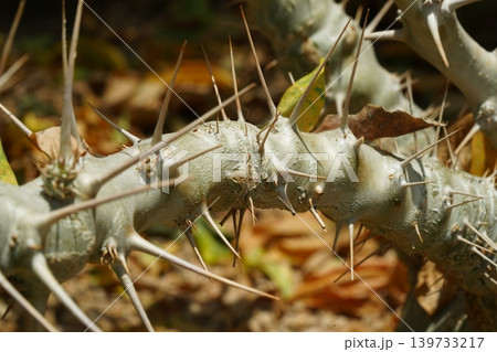Pachypodium Geayi thorny succulent plant close up shot 139733217