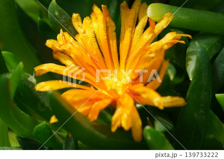 Delosperma cooperi flower bright orange succulent petals Delosperma cooperi flower bright orange succulent petals 139733222