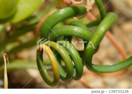 Albuca spiralis Close Up Photography Albuca spiralis Close Up Photography 139733226