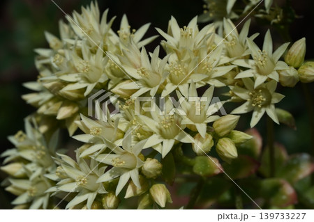 Sedum Album Flowers Close Up Macro Photography 139733227