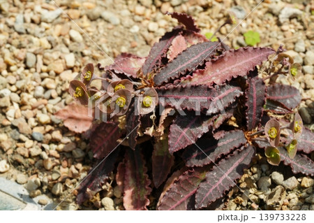 Euphorbia Decaryi Plant Close Up 139733228