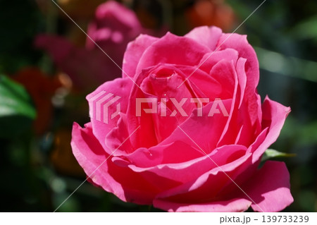 Beautiful Pink Rose Flower Macro Photography Beautiful Pink Rose Flower Macro Photography 139733239