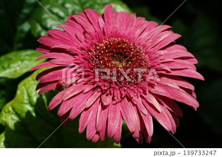 Close Up of a Beautiful Pink Gerbera Daisy Blossom Close Up of a Beautiful Pink Gerbera Daisy Blossom 139733247