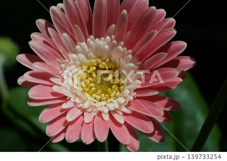 Close-up of Pink Gerbera Flower Bloom 139733254