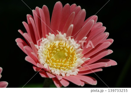Pink Gerbera Daisy Flower Close Up Beauty 139733255