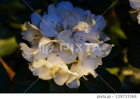 Beautiful White Rhododendron Flowers in Full Bloom Beautiful White Rhododendron Flowers in Full Bloom 139733368